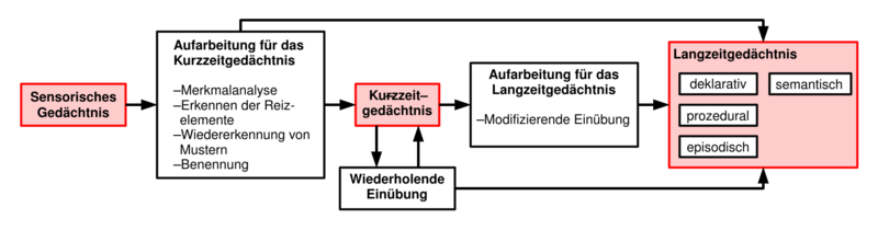 Schematische Darstellung des menschlichen Gedächtnisses